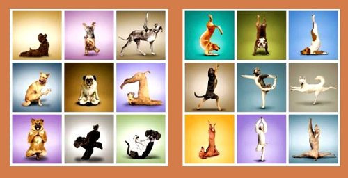 Geschenkestadl 2 er Set Wandbilder Hunde Motive Yoga Gymnastik Spass Bild je 50 cm x 50 cm