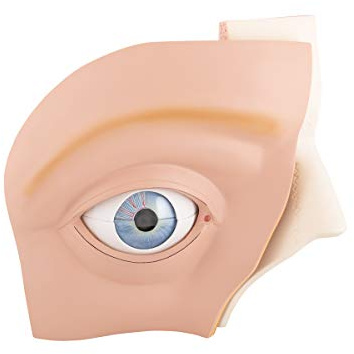3B Scientific Auge, 5-fache Größe, 11-teilig + kostenlose Anatomie App - 3B Smart Anatomy, VJ500A