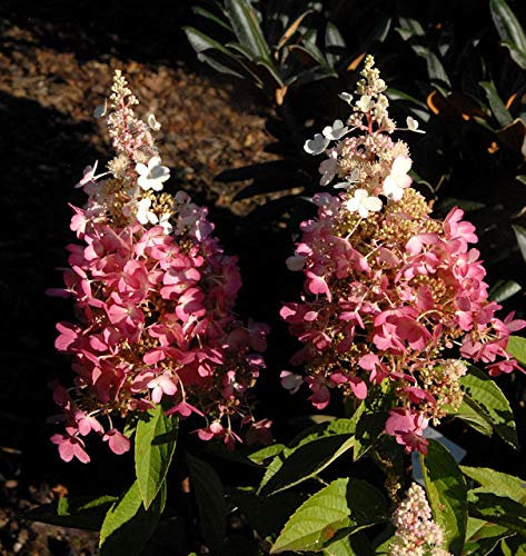 Rispenhortensie Pinky Winky® 100-125cm - Hydrangea paniculata