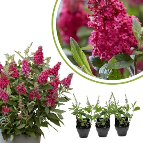 2 Raspberry Butterfly Bushes Live Plants, 4-9 Inch Tall