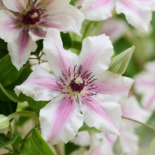 YouGarden Patio Clematis 'Ithemba', 1 x 7cm Pot, White Pink Compact Climber, Pollinator Garden Plant