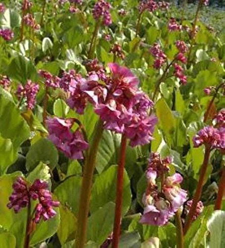 Bergenie Rotblum - großer Topf - Bergenia cordifolia - Gartenpflanze