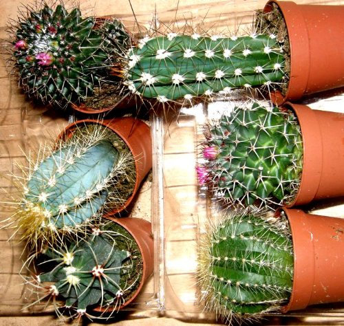 Mühlan Wasserpflanzen Kakteenmix 6 Kakteen mindestens 3 Verschiedene Sorten für Terrarien und Paludarien, Kaktus