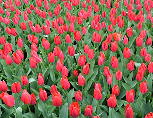 hansepuzzle 105301 - Tulpen Puzzle 1000 Teile - Natur-Puzzle mit hochwertiger Aufbewahrung: Kartonbox und wiederverschließbarem Beutel - Format 60 × 46 cm