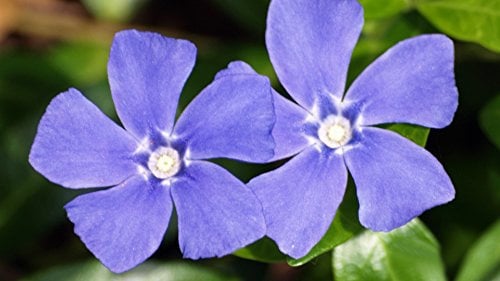 SD1212 Vinca Samen, Vinca-Blumensamen, nicht gentechnisch verändertes Saatgut (100Seeds)