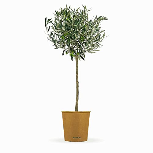 Bloomify® Olivenbaum Olivia | 80 bis 110 cm großes, mehrjähriges Olivenbaum-Stämmchen | geschützt winterharte und pflegeleichte Oliven-Pflanze für Terasse oder Balkon | sehr ertragreich