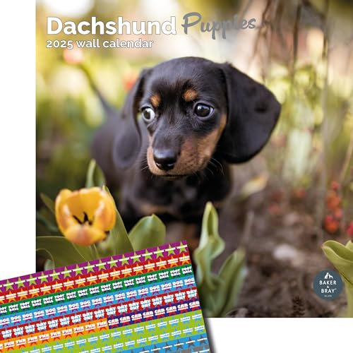 Baker and Bray Dackel Kalender 2024 Dackel Welpen Edition Groß Quadrat 16 Monate Wandkalender Dackel Geschenk Hundekalender