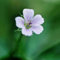 250 pcs storchenschnabel pflanze winterhart samen, blumen samen mehrjährige, kübelpflanzen (Geranium sanguineum) blumensamen mehrjährig winterhart, seeds wildblumen, winterharte stauden