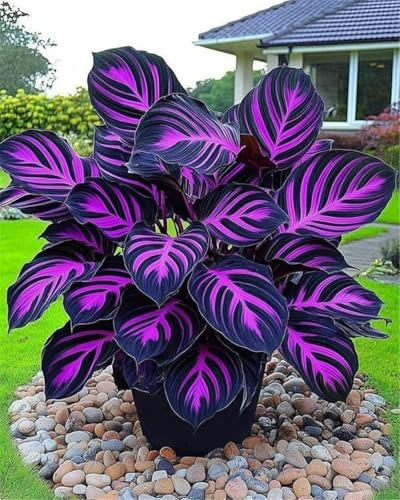 Perenne, Decorazione,Giardini e Balconi,Bulbi di hosta,resistenti,Rizoma hosta,giardini -6 Bulbi-G