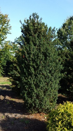 Becher Eibe Taxus media Hicksii 40-50 cm hoch mit Ballen | Immergrün, winterhart & schnittverträglich – robust und pflegeleicht, ideal als Hecke, Sichtschutz & Formgehölz
