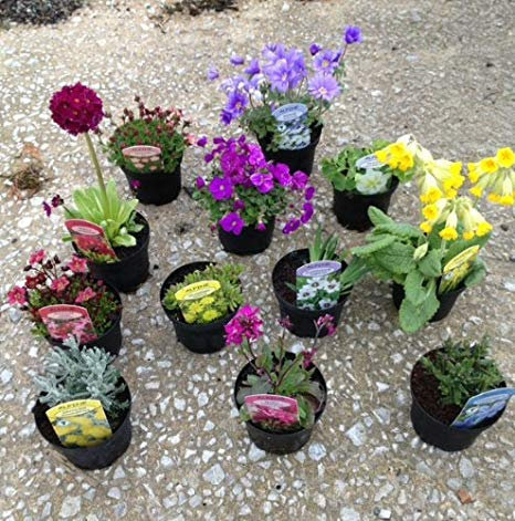 Alpine Perennial Mixed Collection Low Maintenance Plants with Bright Colours and Unique Flowers, 1 x Alpine Perennial Mixed Lucky Dip Containing 6 Plants in 9cm Pots