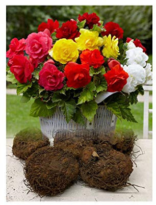 10 Mixed Double Begonias Tuberous Bulbs/Corms for Garden & Tubs Stunning Summer Plant : - by GARTHWAITE NURSERIES®: - UK Stockist
