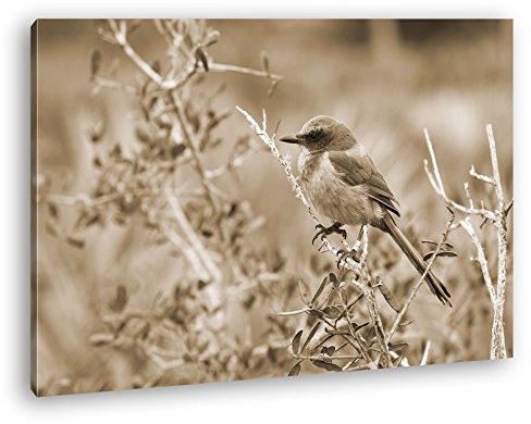 Leinwandbild Ein Florida Scrub Jay – zart und farbenfroh Format: 100x70 cm Effekt: Sepia XXL Kunstdruck Bild auf Keilrahmen/Wandbild/Wohnzimmer Deko