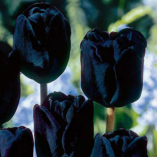 Tulip Bulbs Tulipa Black Satin Hardy Bulb Deep Stunning Black Flowers Beautiful Cut Flower Spring Flowering Variety 8 Bulbs by Thompson and Morgan