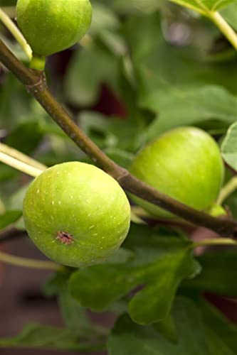 Feigenbaum Ficus carica Brown Turkey 60-80 cm Kübelpflanze winterhart | Aromatische Ernte, sonniger Standort, kübelgeeignet, robust im Winter, unkomplizierte Pflege, ertragreich