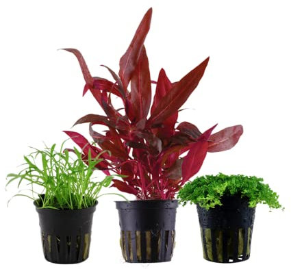 AquaOne Aquarium Pflanzen I 3X Wasserpflanzen I Vordergrund Aquarienpflanzen I Lilaeopsis Alternanthera Hemianthus I Set mit 3 Vordergrundpflanzen
