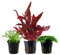 AquaOne Aquarium Pflanzen I 3X Wasserpflanzen I Vordergrund Aquarienpflanzen I Lilaeopsis Alternanthera Hemianthus I Set mit 3 Vordergrundpflanzen