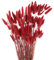 QUARKZMAN 120 Stück Natürliche Kaninchenhäschen-Schwänze Getrocknete Blumen 24 Mini-Pampasgras Lagurus Ovatus Bündel für Florale Hochzeitsdekoration Weihnachten, Rot
