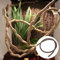 Yanhonin Decor Terrarium, Reptilienreben, Dekoration für Reptilien, Amphibien
