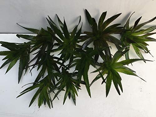 5 Stc Krebsschere Stratiotes aloides Schwimmpflanzen Aquarium Teich