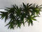 5 Stc Krebsschere Stratiotes aloides Schwimmpflanzen Aquarium Teich