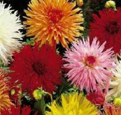 Seeds 50 Semi Dahlia Fiore di cactus Mix Semini Sementi Dahlia