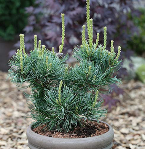 Mädchenkiefer Schoons Bonsai 70-80cm - Pinus parviflora - lebende Gartenpflanze aus den Baumschulen
