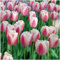 Tulpen zwiebeln mix,Tulpenzwiebeln Winterhart Mehrjährig,Seltene Tulpenzwiebeln,Balkondekoration, wächst gut in Blumentöpfen-15zwiebeln-J