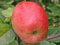 Apfel Prinzenapfel Busch im 7,5 l Topf, 60 cm Stammhöhe