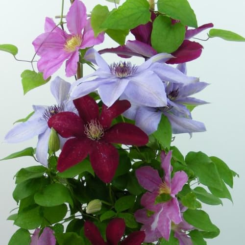 Clematis Trio - 'Rebecca', 'Ooh La La', 'Bernadine' - Hardy Perennial Climbers for Stunning Garden Displays – 2X 7 Litre Potted Plant by Thompson & Morgan