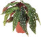 Begonia MACULATA Natural Planta con Hojas Características y Originales