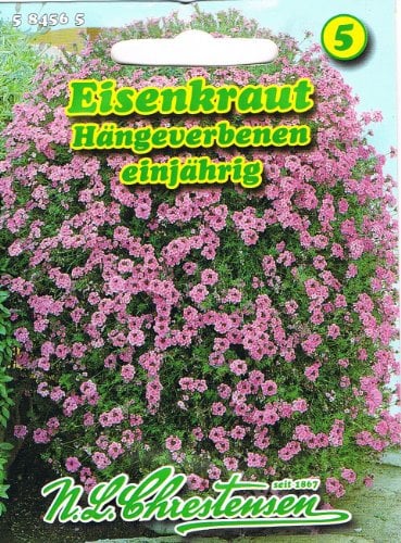 Eisenkraut, Hängeverbene 'Verbena pendula' Blütenmeer hängend für Balkonkästen und Ampeln