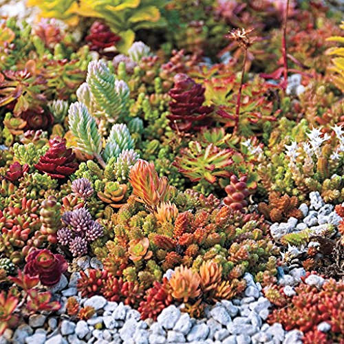 Aamish 50pcs graines de couleur mélangée Sedum