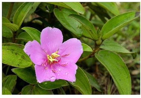 Stk - 10x Tibouchina fraterna Strauch Baum Garten Pflanzen - Samen ID1607 - Seeds & Plants Shop by Ipsa