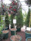Ilex meserveae Blue Angel - Stechpalme Blue Angel - veredelt auf 80 cm Stamm - immergrün