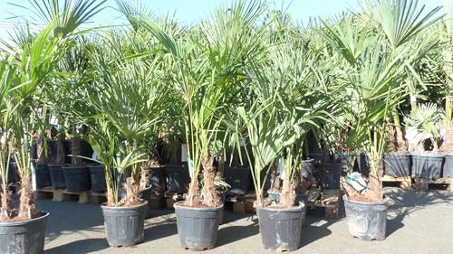 gruenwaren jakubik Trachycarpus fortunei 150-170 cm Palme Hanfpalme, winterhart bis -18°C