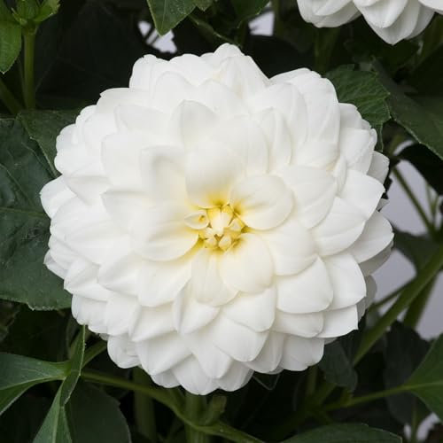 Dahlia Dalina Maxi Lopez - Eye-Catching, Fully Double Pure White Garden Flowers Ready to Plant - Flowering Summer Plants Garden Ready for Beds, Borders, and Pots - Dahlia Plants (9cm Pot, 10-20cm)