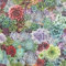 Arthouse Succulent Living Wall Multi Wallpaper Wallpaper 259402