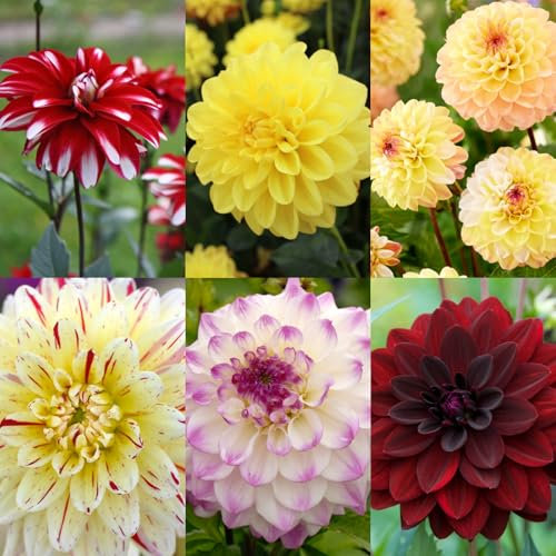 Carbeth Plants - 6 x Dahlia Decorative Mixed Summer Bulbs - Impactful Summer Flowering Tubers - Herbaceous Perennial Garden Plants - Planting in Outdoor Borders, Beds & Containers