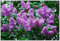 300pcs / bag hortensias paniculata 'Vanilla Fraise', semilla de Hortensia, semillas de flores bonsai, 11 colores para elegir, planta de jardín de casa