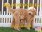 Goldendoodle Kalender 2025 Golden Doodle Monats-Wandkalender 12 Monate | Hergestellt in den USA