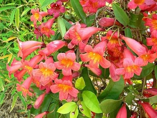 Bignonia campsis radicans madame galen, pianta rampicante sempreverde, vaso l 18cm h 110cm, fiore arancione