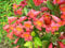 Bignonia campsis radicans madame galen, pianta rampicante sempreverde, vaso l 18cm h 110cm, fiore arancione