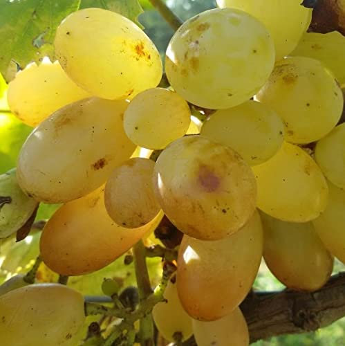 Pianta vera di Uva da tavola bianca Regina - Diametro Vaso Ø 15 cm