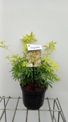 Choisya tern. 'Goldfingers®' ('limo') - Oranger Du Mexique 25-30 cm en pot