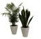 Dominik Blumen und Pflanzen, Zimmerpflanzen-Duo, Zimmerpalme und Sanseveria, Dekotopf, weiß