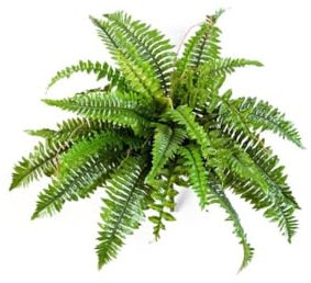 Felce reale Boston con 31 rami di foglie e 60 cm di diametro – Cespuglio di felce artificiale da inserire