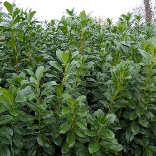 5er-Set Kirschlorbeer Prunus laurocerasus Novita, Höhe 40-60 cm, im 5 Liter Topf