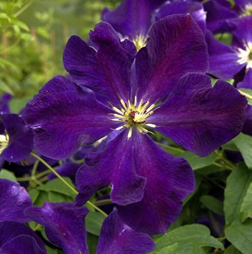 Robuste Waldrebe Romantica 60-80cm - Clematis viticella - lebende Gartenpflanze aus den Baumschulen