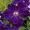 Robuste Waldrebe Romantica 60-80cm - Clematis viticella